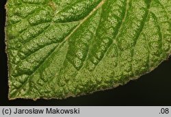 Viburnum carlesii Juddii