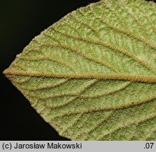 Viburnum carlesii Juddii