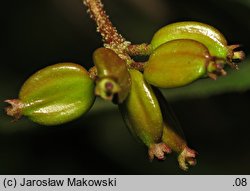 Viburnum carlesii Juddii