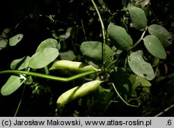 Vicia dumetorum (wyka zaroślowa)