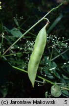 Vicia dumetorum (wyka zaroślowa)