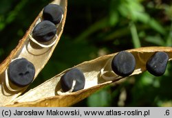 Vicia dumetorum (wyka zaroślowa)