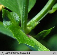 Vicia dumetorum (wyka zaroślowa)