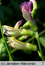 Vicia dumetorum (wyka zaroślowa)