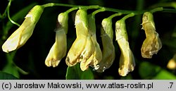 Vicia dumetorum (wyka zaroślowa)