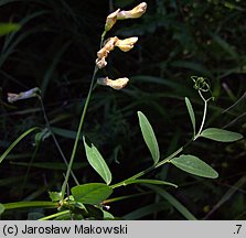 Vicia dumetorum (wyka zaroślowa)