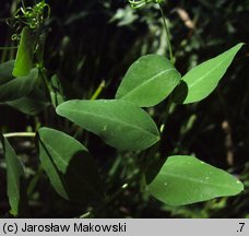 Vicia dumetorum (wyka zaroślowa)