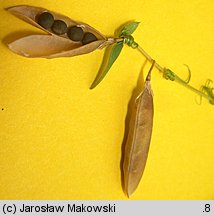 Vicia tetrasperma