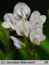 Vicia hirsuta (wyka drobnokwiatowa)