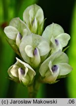 Vicia hirsuta (wyka drobnokwiatowa)