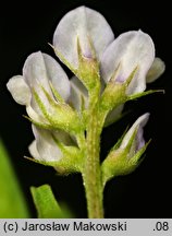 Vicia hirsuta (wyka drobnokwiatowa)