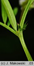 Vicia hirsuta (wyka drobnokwiatowa)