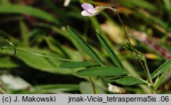 Vicia tetrasperma (wyka czteronasienna)