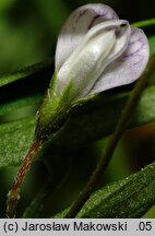 Vicia tetrasperma (wyka czteronasienna)