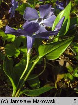 Vinca major (barwinek większy)