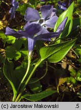 Vinca major (barwinek większy)