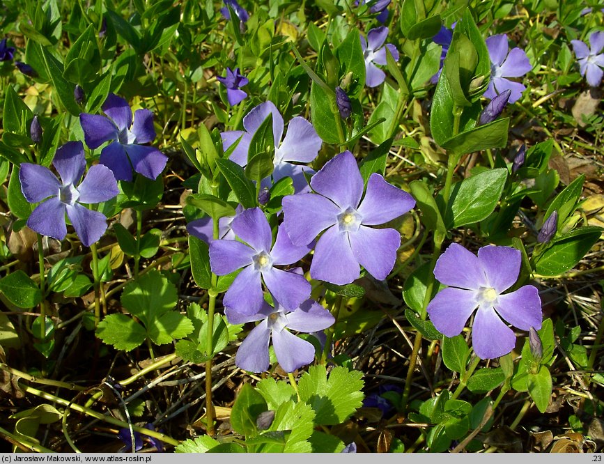 Vinca major (barwinek większy)