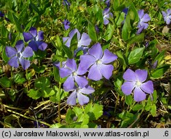 Vinca major (barwinek większy)