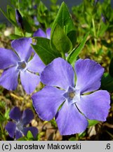 Vinca major (barwinek większy)