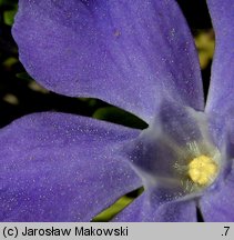 Vinca major (barwinek większy)