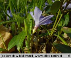 Vinca minor (barwinek pospolity)