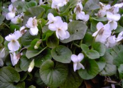 Viola alba