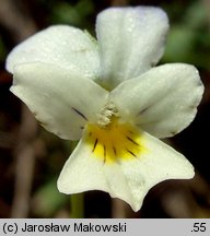 Viola arvensis (fiołek polny)