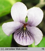 Viola palustris (fiołek błotny)