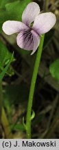 Viola palustris (fiołek błotny)