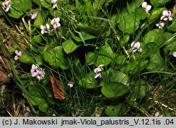 Viola palustris (fiołek błotny)