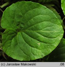 Viola palustris (fiołek błotny)