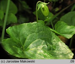 Viola palustris (fiołek błotny)