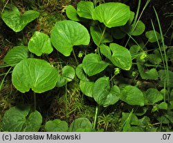 Viola palustris (fiołek błotny)