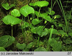 Viola palustris (fiołek błotny)