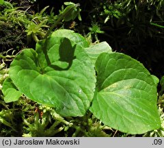 Viola palustris (fiołek błotny)