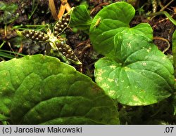 Viola palustris (fiołek błotny)