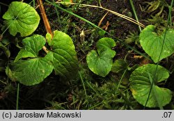 Viola palustris (fiołek błotny)