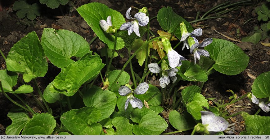 Viola sororia Freckles