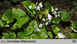 Viola sororia Freckles