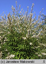 Vitex agnus-castus (niepokalanek pospolity)