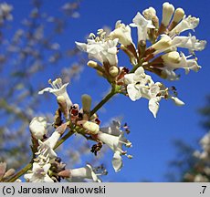 Vitex agnus-castus (niepokalanek pospolity)