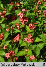 Weigela (krzewuszka)