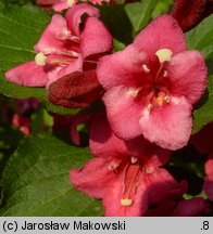 Weigela (krzewuszka)