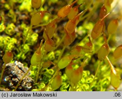 Weissia controversa (potłumek zielonawy)