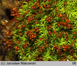 Weissia controversa (potłumek zielonawy)