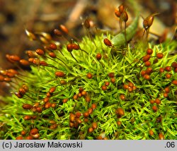 Weissia controversa (potłumek zielonawy)