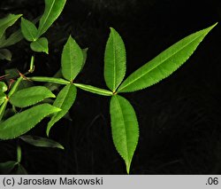 Zanthoxylum armatum