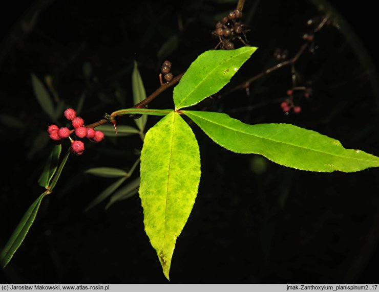 Zanthoxylum armatum