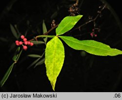 Zanthoxylum armatum