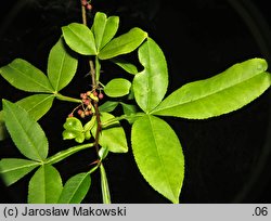 Zanthoxylum armatum